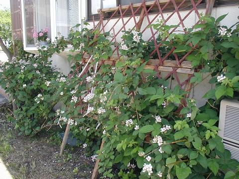 ジュアンのハーブガーデンで!