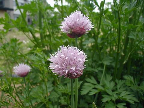 ジュアンのハーブの花