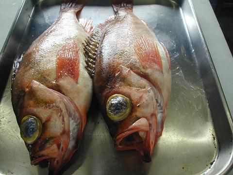 ジュアン今日のおすすめの魚