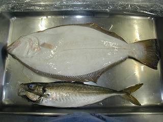 ジュアンの美味いもの♪釣った魚