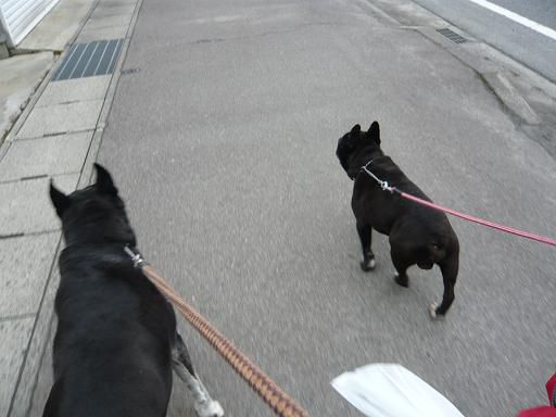 ジュアン「震災以来のストレス発散は散歩に尽きるよ」