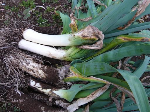 ジュアン「あまい 甘いポワロー」