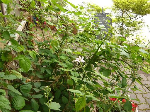 ジュアン「ネギぼんぼんの天婦羅」