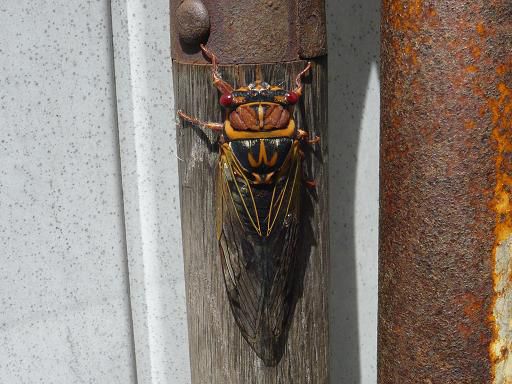 ジュアン「お盆の振り替え休業のお知らせです。」