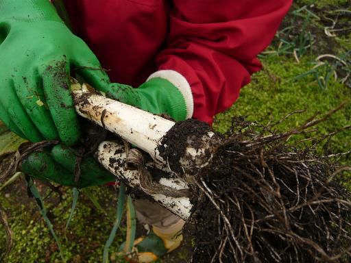 ジュアン「伊佐沢の畑でポワローの収穫」