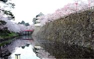 被災された方々へ！弘前桜祭りを見に行きませんか！！