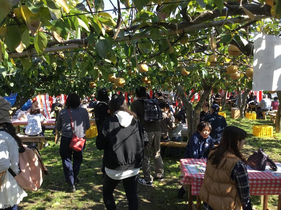 「梨もぎ取り祭」開催のお知らせ