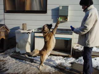 すごし易い冬に飼い犬もばんざーい！