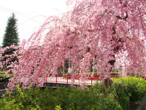 倉津川・枝垂れ桜のライトアップ始る