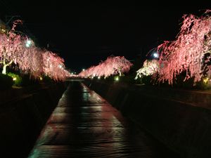 倉津川の枝垂れ桜ライトアップ・ナウ