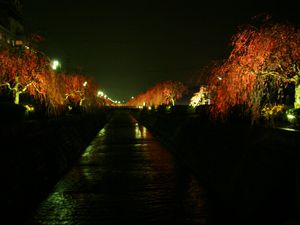 倉津川の枝垂れ桜ライトアップ