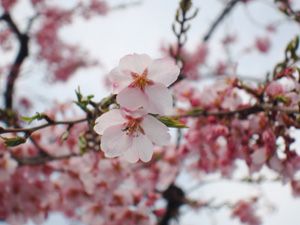 各旅館の桜