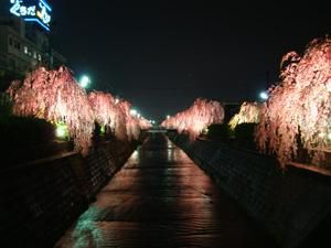 倉津川の枝垂れ桜ライトアップ４月１７日予定