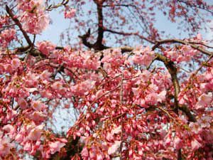 桜咲き始め