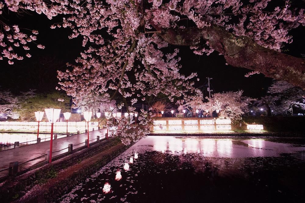 最上公園・夜桜