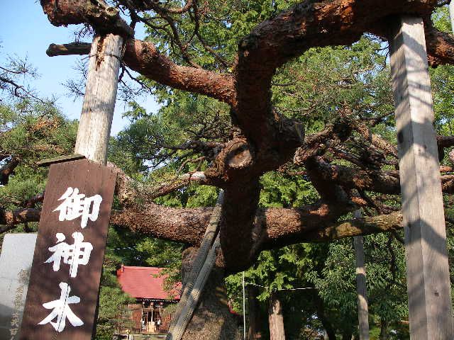 かみのやま《月岡神社》の御神木