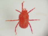 ▲赤い色をしたダニ▼