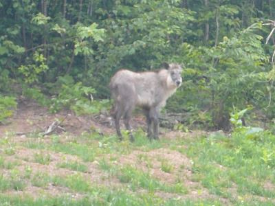 ▲通勤途中にカモシカを発見▼