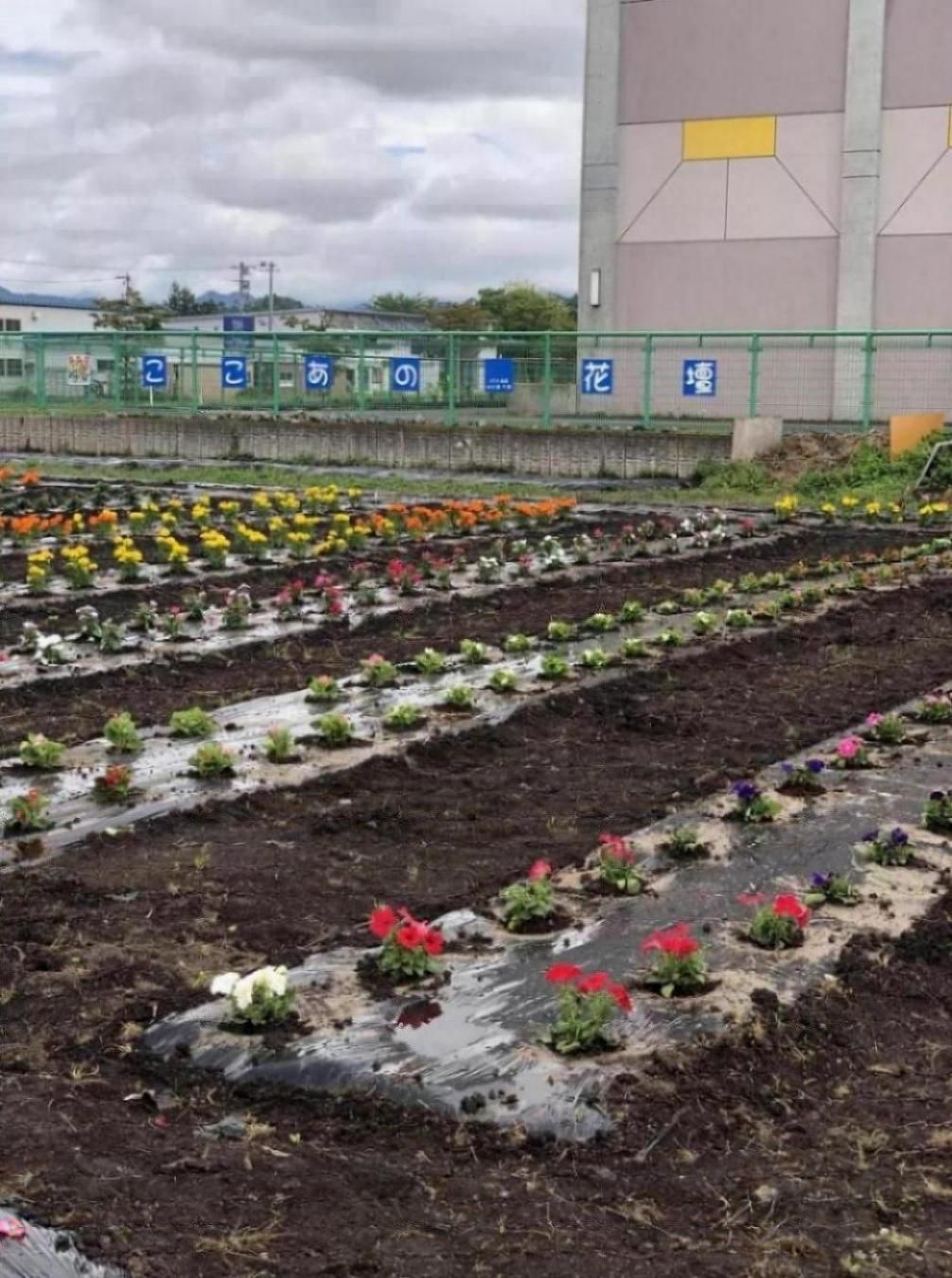 ▲花壇の花植え▼