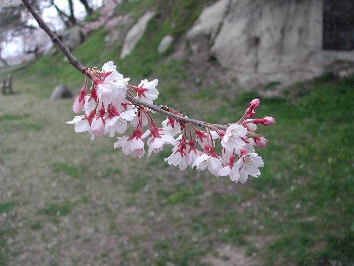 2010/04/28 10:57 ��˹�һ����־����4/28��