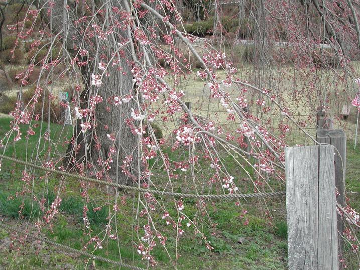 2010/04/28 11:07 �о����೫�־����4/28��