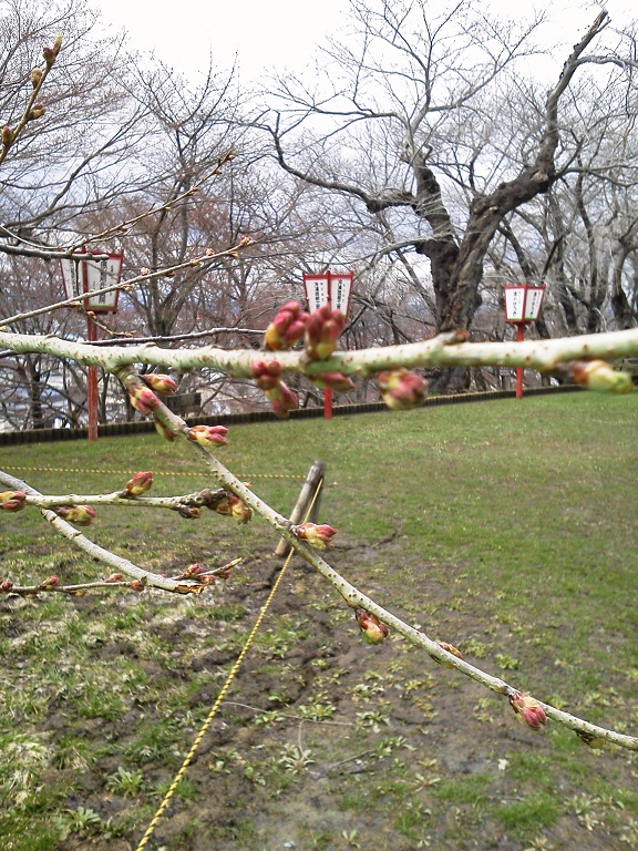 2011/04/20 11:57 ��˹�һ����־����4/20��