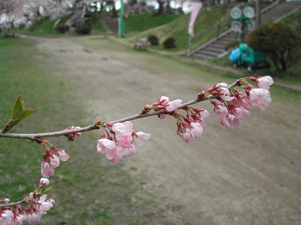 2011/04/28 15:43 ��˹�һ����־����4/28��