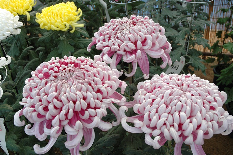 2011/10/28 16:20 �����ۤεƤޤĤ�ץ��٥�Ⱦ���