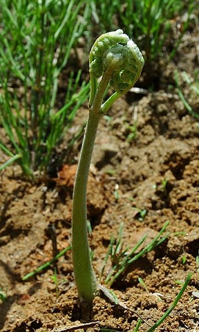 �ִѸ����ӱब�����ץ�פβ���