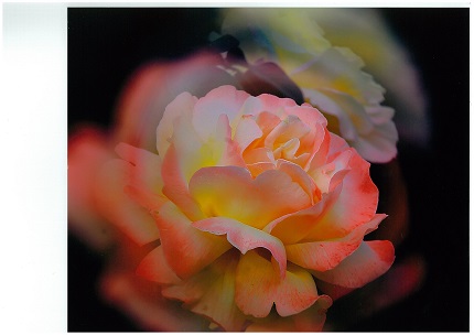 �֥֡Х�ޤĤ�̿�����ƥ��ȡ׺���Ÿ�פβ���