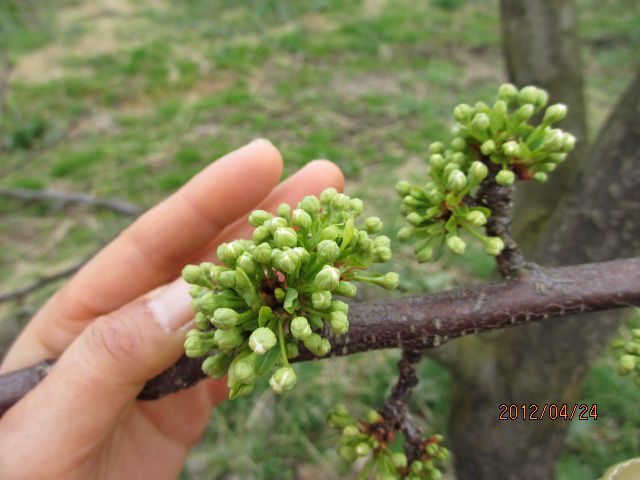 本日のプラムの花の様子