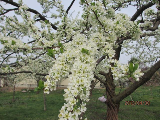 本日のプラムの花・・上山ﾌﾙｰﾂ園山形ﾁｪﾘｰﾗﾝﾄﾞ