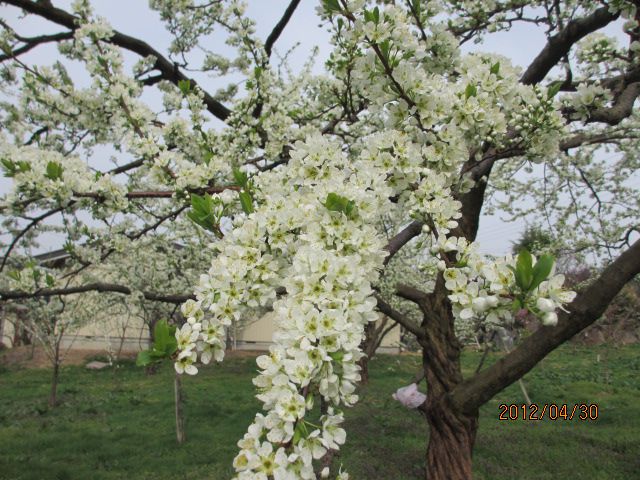 本日のプラムの花・・上山ﾌﾙｰﾂ園山形ﾁｪﾘｰﾗﾝﾄﾞ