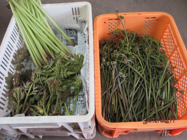 本日はワラビが大漁・・上山ﾌﾙｰﾂ園山形ﾁｪﾘｰﾗﾝﾄﾞ