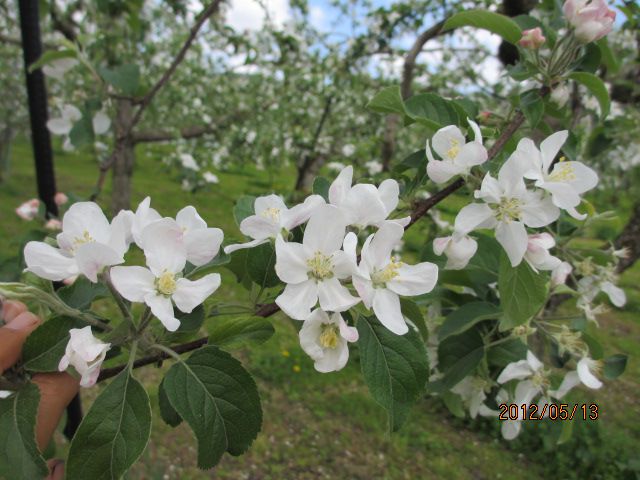 りんごの花が満開・・上山ﾌﾙｰﾂ園山形ﾁｪﾘｰﾗﾝﾄﾞ