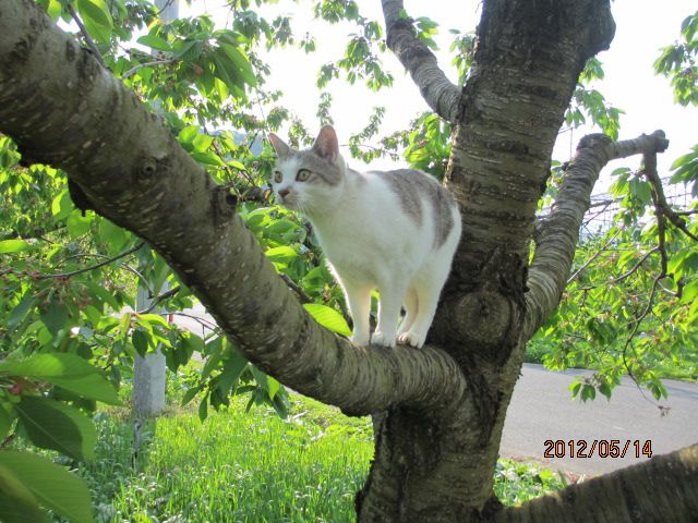 さくらんぼの木の上で猫・・上山ﾌﾙｰﾂ園山形ﾁｪﾘｰﾗﾝﾄﾞ