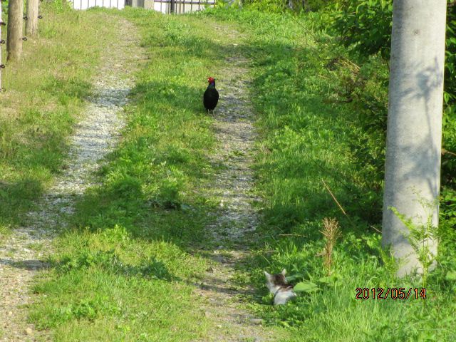 さくらんぼの木の上の猫は、その後