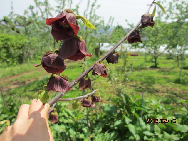 滅多に見れませんポポーの花・・上山ﾌﾙｰﾂ園山形チェリーランド