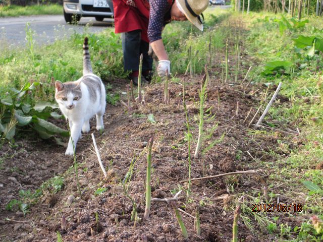 アスパラ畑と猫・・上山ﾌﾙｰﾂ園山形ﾁｪﾘｰﾗﾝﾄﾞ