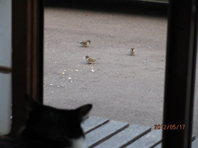 すずめと猫　・・・上山観光ﾌﾙｰﾂ園山形チェリーランド