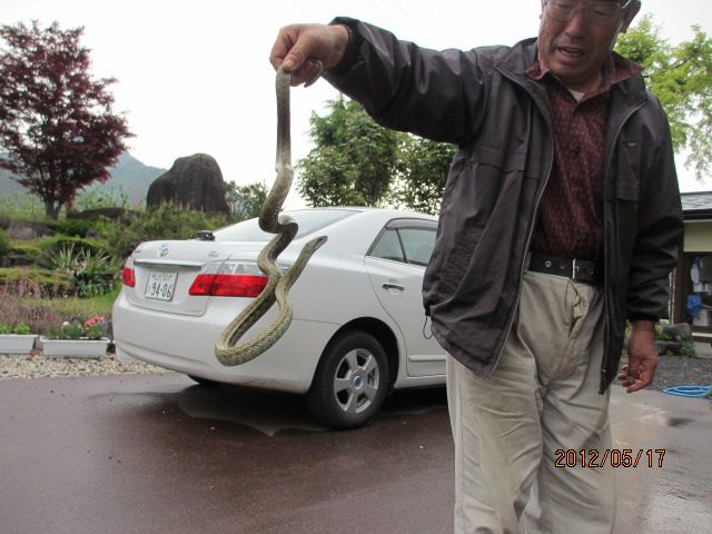 ヽ(ﾟДﾟ;)ﾉ!!すずめを狙うヤツを・・・上山観光ﾌﾙｰﾂ園