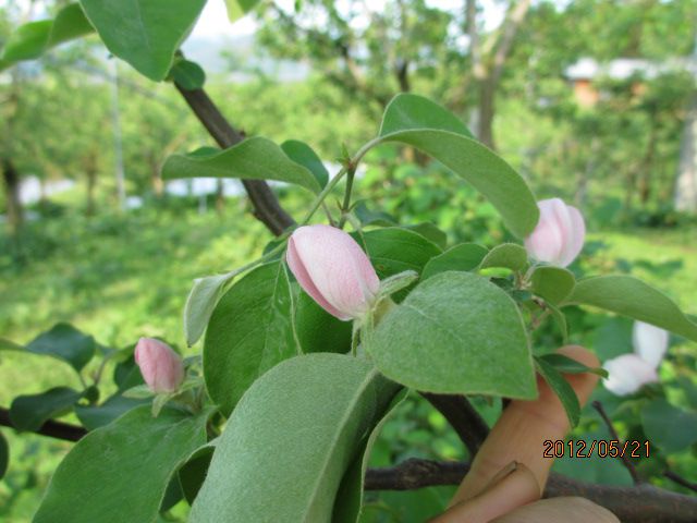 (ﾟ∇^*)可憐なかりんの花 ・・・・上山ﾌﾙｰﾂ園