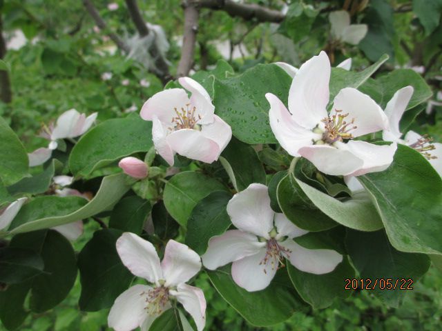 (ﾟ∇^*)かりんの花満開・・・上山ﾌﾙｰﾂ園