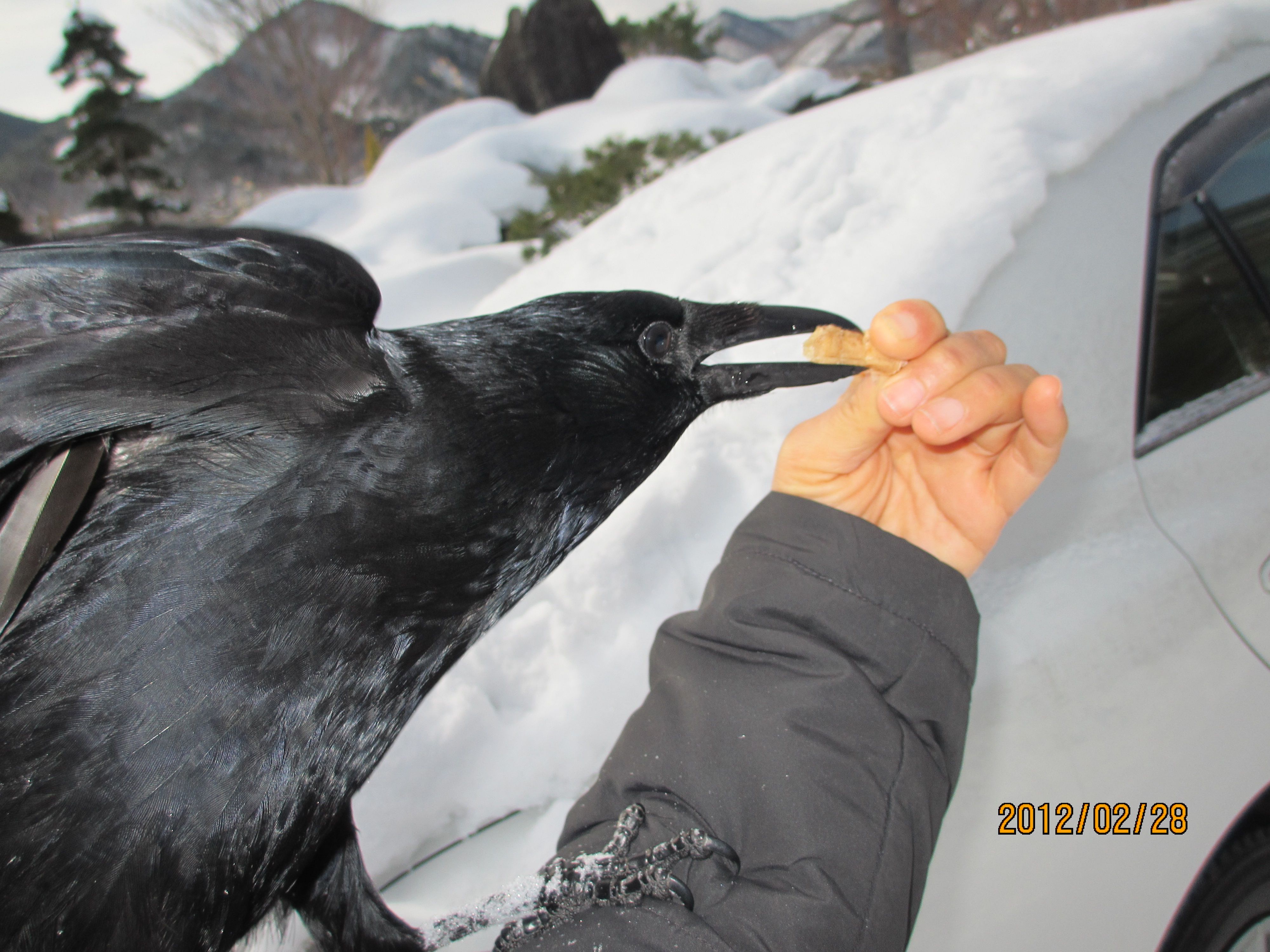 ラブリーカラスのカー子・・・・上山観光フルーツ園山形チェリーランド