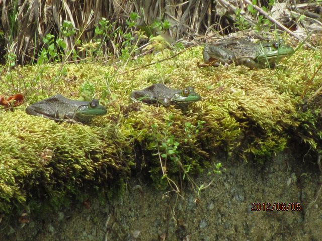 ガマ3匹がこうらぼし・・・山形チェリーランド上山観光フルーツ園