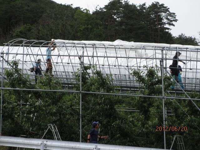 台風でﾋﾞﾆｰﾙはがれちゃったよ・・上山観光ﾌﾙｰﾂ園山形ﾁｪﾘｰﾗﾝﾄﾞ