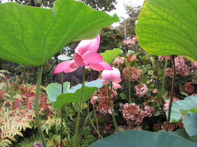 お盆恒例のハス・・上山観光ﾌﾙｰﾂ園