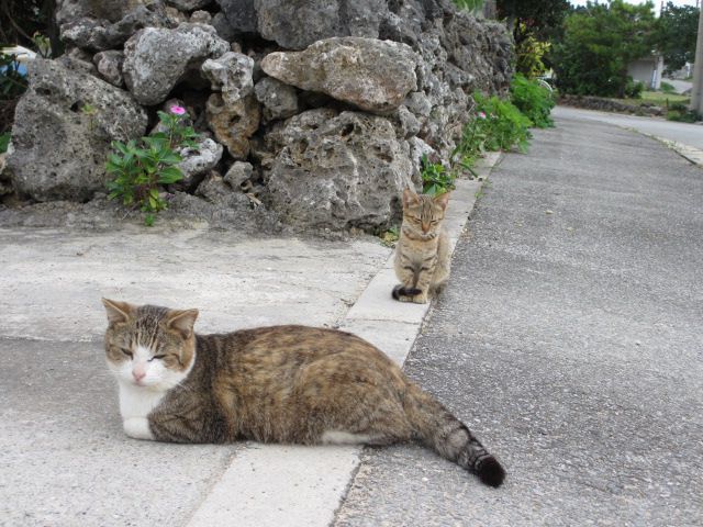 南の島で・・・ネコ観察・波照間編