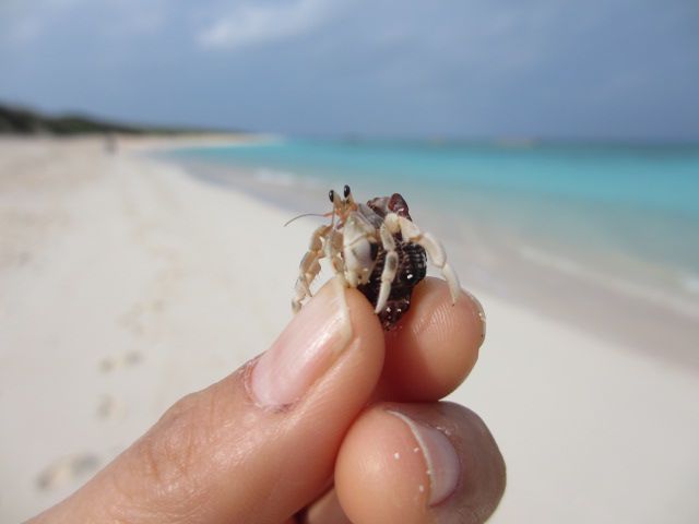 南の島で・・・ヤドカリ君でしょうか？