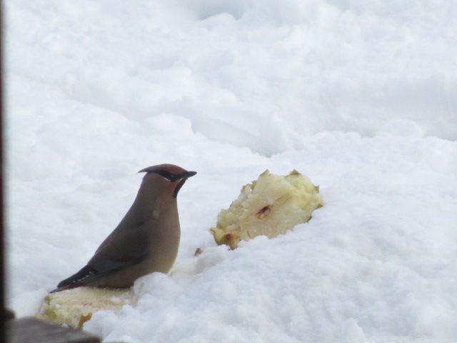 常連のヒレンジャク様・・上山フルーツ園